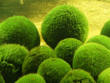 Браконьєри виловлювали зі Світязю цінні водорості