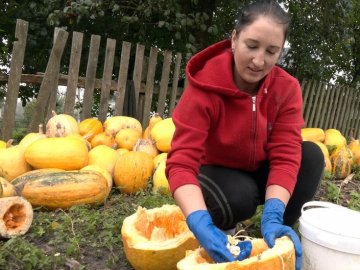 Вирощують у кожній родині: як живе «гарбузове» село на Волині. ВІДЕО