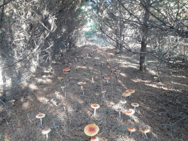 Мешканці району на Волині похизувалися чималим грибним «уловом». ФОТО