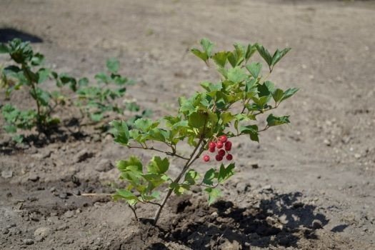 У селі під Луцьком відкрили Алею Небесної Сотні. ФОТО