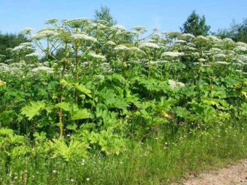 У громадах Луцького району боротимуться із зарослями борщівника