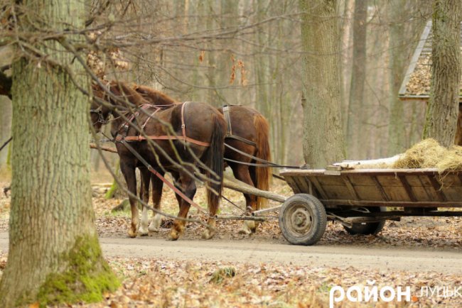 Як на Волині рятують диких тварин від холоду і голоду. ФОТО. ВІДЕО