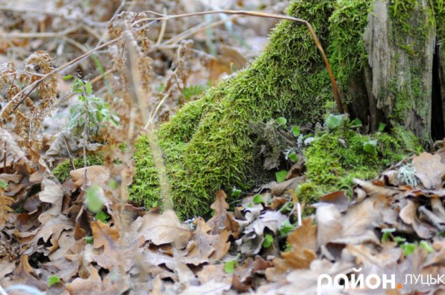 Як на Волині рятують диких тварин від холоду і голоду. ФОТО. ВІДЕО