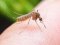 Як позбутися свербежу від укусів комарів та мошок