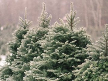 У Луцьку «потрусили» ялинкові ярмарки. ВІДЕО