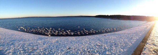 Унікальне явище: чому Хмельницька АЕС привабила понад 200 лебедів 