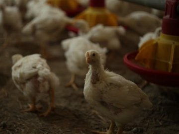 Підприємець з Волині розповів, як заробляє на курчатах-бройлерах