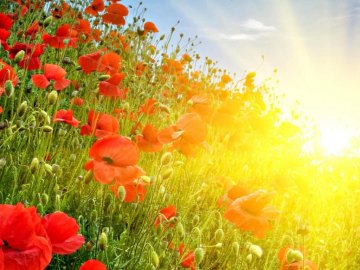 Погода в Луцьку та Волинській області на середу, 19 червня