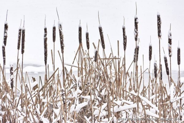 У мережі показали казковий луцький парк під снігом