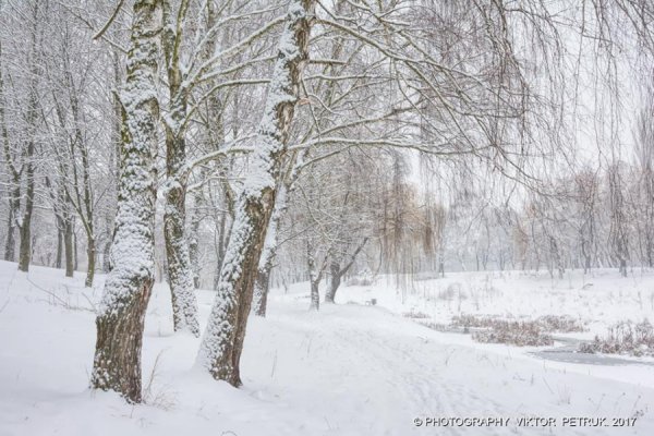 У мережі показали казковий луцький парк під снігом