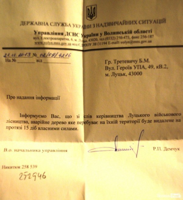 У Луцьку величезні сухі дерева можуть гепнутися просто на дорогу. ФОТО