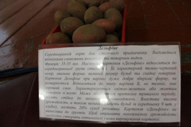 На Волині вирощують нові сорти картоплі за сучасною технологією. ФОТО