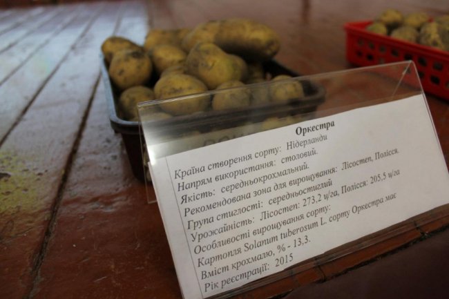 На Волині вирощують нові сорти картоплі за сучасною технологією. ФОТО