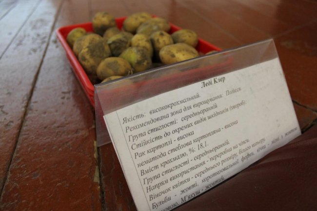 На Волині вирощують нові сорти картоплі за сучасною технологією. ФОТО