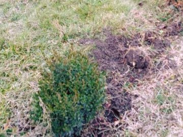 Двоє «бізнесменів» крали самшит із кладовища та продавали у Луцьку 