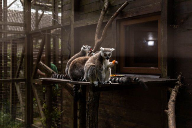 У зоопарку Луцька представили новий тунель і місток до острівців: тут ходитимуть лемури і не тільки