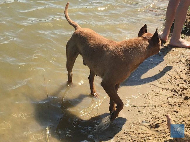 У волинському озері пес поплив за дитиною і напав на неї