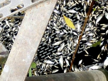 У річці на Волині плаває мертва риба. ФОТО