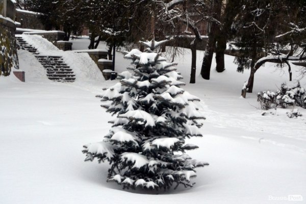 Лютий лютує: фото зими в Луцьку