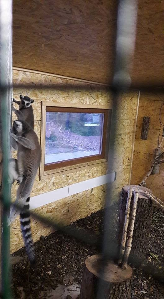 У луцькому зоопарку - поповнення. ФОТО