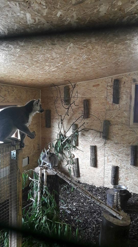 У луцькому зоопарку - поповнення. ФОТО