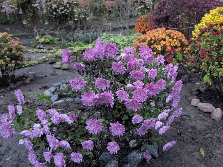 У дворі луцької багатоповерхівки посеред грудня цвітуть квіти