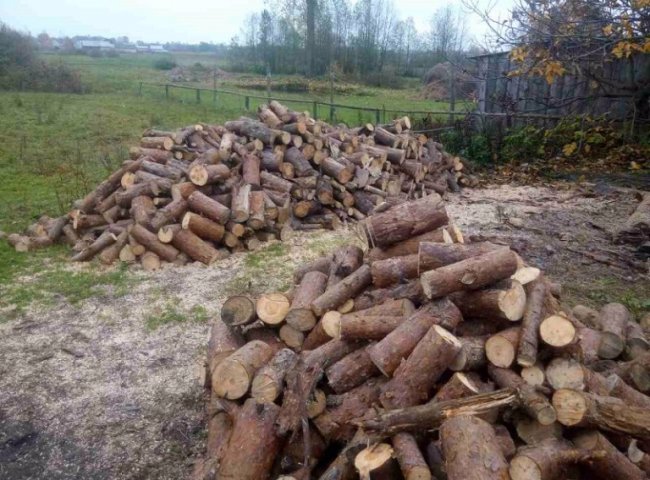 Порізали, порубали, сховали: як на Волині крадуть ліс