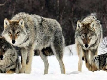 На Волині єгері вполювали двох вовків. ФОТО 18+
