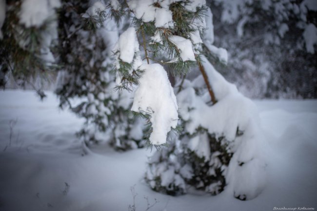 Показали красу зимового волинського лісу: чарівні фото