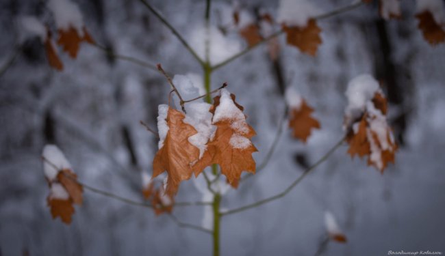 Показали красу зимового волинського лісу: чарівні фото