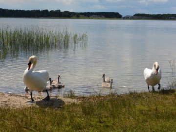 У Ковелі бійцям виділяють ділянки, які затоплює річка