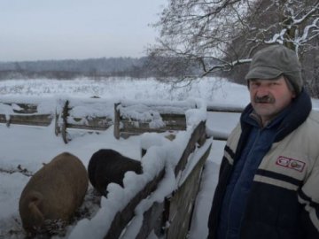 Руді і волохаті: як чоловік розводить рідкісну породу свиней на Волині