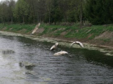 У центральному парку Луцька хочуть заборонити рибалити