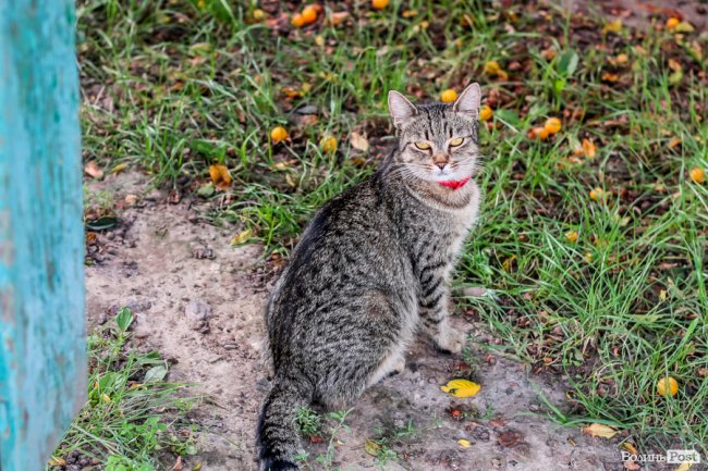 День кота: як відзначають «професійне» свято луцькі пухнастики. ФОТО