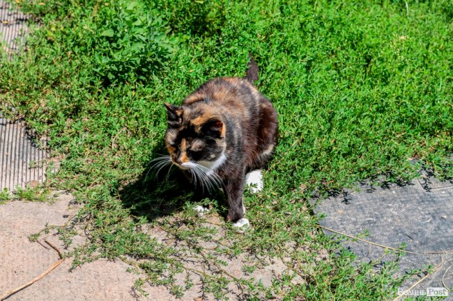 День кота: як відзначають «професійне» свято луцькі пухнастики. ФОТО