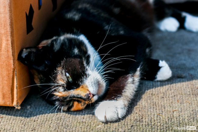 День кота: як відзначають «професійне» свято луцькі пухнастики. ФОТО