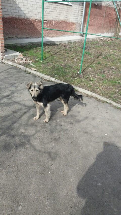 Покусав щонайменше трьох дітей: у Луцьку пес «тероризує» людей. ФОТО