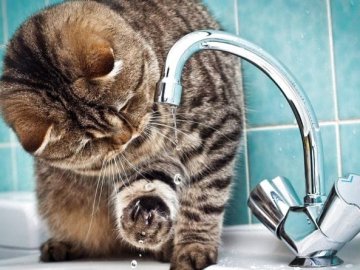 У Ковелі сильний вітер звалив дерево: частина міста через це лишилася без води