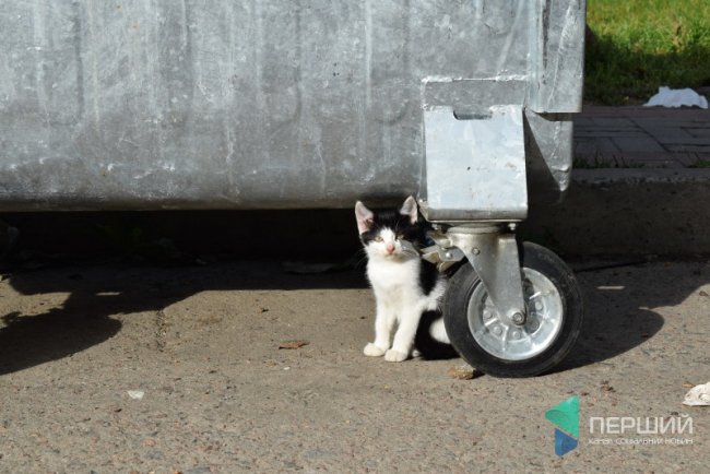 Як лучани сортують сміття. ФОТО