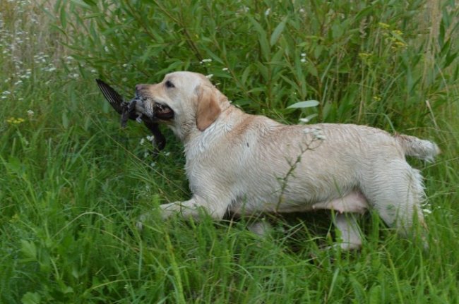 Як на Волині мисливці полювали на пернатих. ФОТО