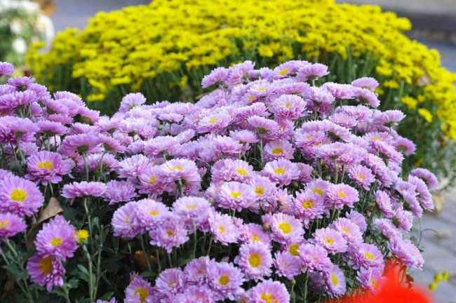 Опублікували неймовірні фото осінніх квітів у луцькому звіринці