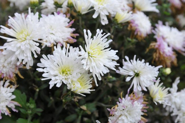 Опублікували неймовірні фото осінніх квітів у луцькому звіринці