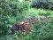 Відходи, перегній, гілля і скошена трава: біля Стиру у Луцьку виявили незаконне сміттєзвалище