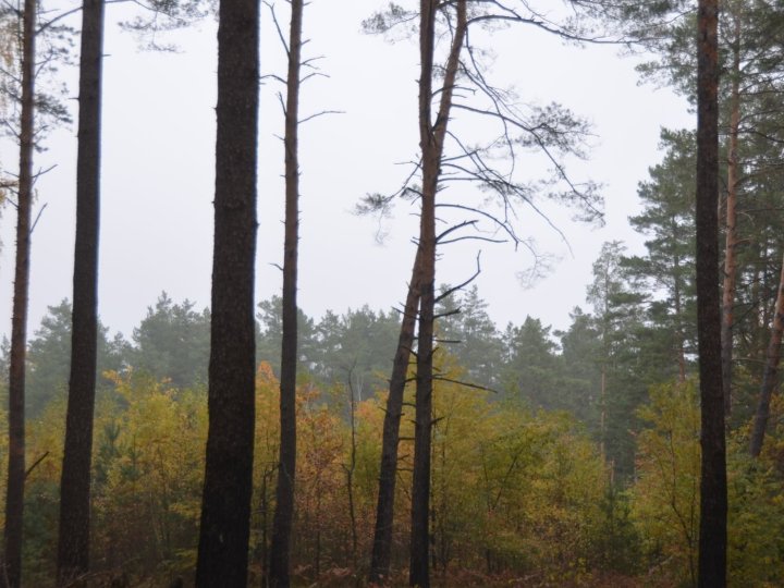 Шукав розваг: волинянина судили за зґвалтування неповнолітньої у лісі