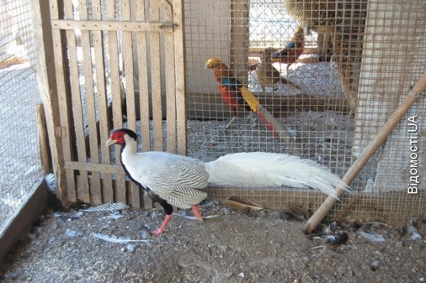 Волинянин колекціонує курей. ФОТО