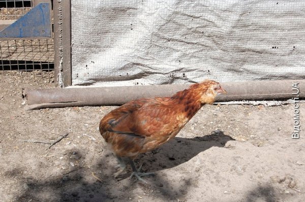 Волинянин колекціонує курей. ФОТО