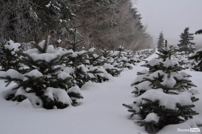 Банк насіння, плантації, шишкосушарки: як на Волині готують «нові ліси»
