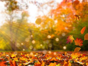 Синоптик прогнозує повернення тепла в листопаді