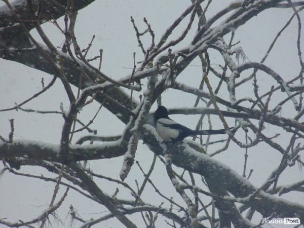 Луцьк засипає снігом. ФОТО