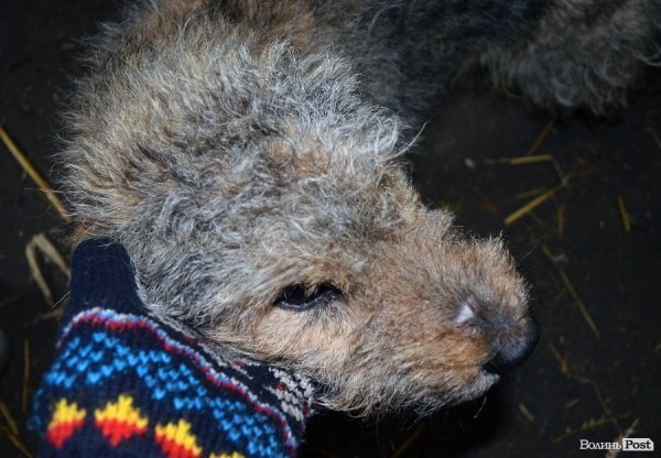 Собачий притулок у Луцьку пережив важку зиму. ФОТО